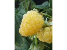 ������ ������������ ����� ������� �������� (�������, ������).jpg