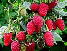 ������ ������������ ����� ������� (�������, �������, �������).jpg