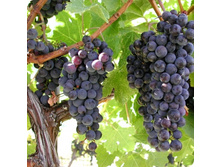 �������� �������� ������ (��.������, ����������, ��������, �����������).jpg