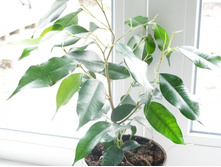 ���������� �������