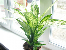 ����������� �������