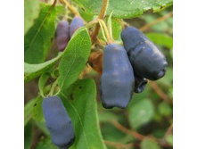 ��������� ��������� ��������.jpg