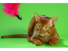 4 ����������� 196.jpg