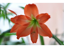 �����������, �������� 31.03.14