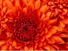Chrysanthemum.jpg