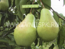 ����� ������ (������, ����������-������).jpg