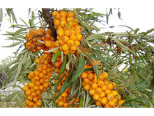 �������� ������� (�������, �������-��������, ���������).jpg