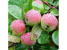 ������ �������� (��������) (� �������) (������, ����������-������ � ����-������� ��������).jpg