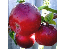 ������ ����� (� �������)  (������, �������� � ����-������� ��������� ��������).jpeg