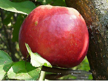 ������ ��������� (� �������) (�������, ���-������ � �-������� ������� �������-��������� ��������).jpg