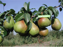 ����� ���� (������, �������).jpg