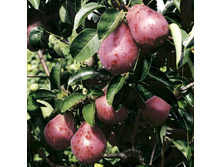 ����� ������ (������, ��������-�������).jpg