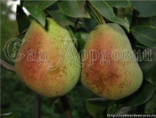 ����� ������� (������, ������ � ������� ��������).jpg