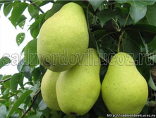 ����� ����������� ������� (������, ����������-������).jpg