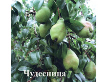 ����� ��������� (������, ����������-������ � ������� ��������).jpg