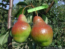 ����� ����������� (������, ������� � �����-�������� ��������).jpg