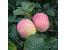 ������ ������ ������ (������, ������-������ � �����-��������� ��������).jpg