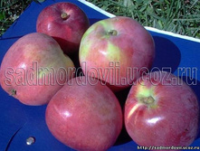 ������ ��������� (������, ����������-������ � �-������� �������� ��������).jpg