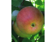 ������ ���������� (�������, ����������-������ � ����-������� �������-��������� � ��������� ��������).jpg