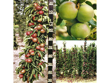 ������ ������������� ���� (�������, ������ � ������-��������� ��������).jpg