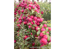 ������ ������������� ����������� (������, �������).jpg