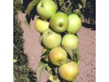 ������ ������������� ������ (�������, ������ � ��������).jpg