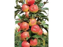 ������ ������������� ������ ��������� (�������������, �����-�������, ��������� - �����-�������).jpg