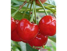 ����� ������ (�������������, ������-�������).jpeg