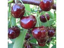 ����� ������� (�������, �����-�������).jpg