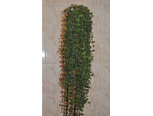 ���� Curtisii