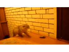 ��� ������ ������ �����