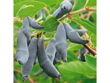 ��������� ��������� ���������� ��������� (�������������, �����-�����, �������).jpg