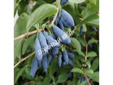 ��������� ��������� �������� ������� (������, ���������-������� � ������� �������� �������).jpg