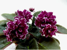 ��-�������� ������( ������� 2012)