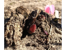 ���� 30 �����. 