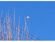 ����������� ���� :)