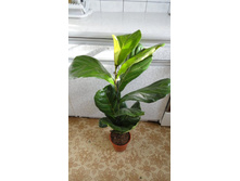 ����� ������- 400 - 600 ���.