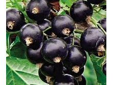 �������. 15 ��