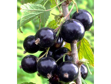 ������. 15 ��