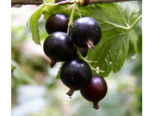 ����. 15 ��