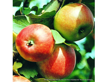 ������ �����. � ������� 1 ��