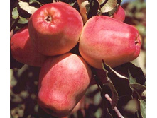 ������ ������� ���������. � ������� 3 ��