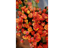 ������ ���� �����