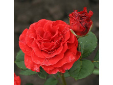 ��� ����