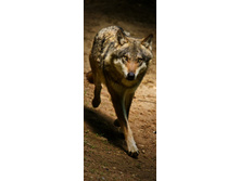 ����, ���������� �� ����.jpg