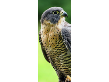 �������� ������� ������-�������.jpg