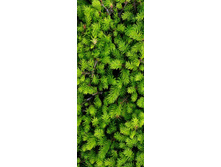 ����� ���.jpg