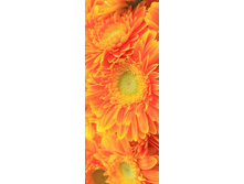 ������ ������.jpg