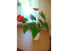 �������� ������� ���� 2012 .JPG