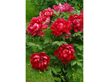 ���� ����������� ���� ������.jpg